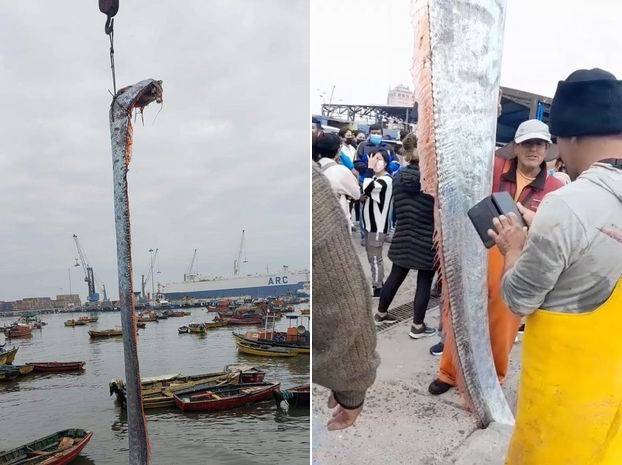 智利渔民捕获5米长皇带鱼 被认为是灾难的预兆_网友_条鱼_生活