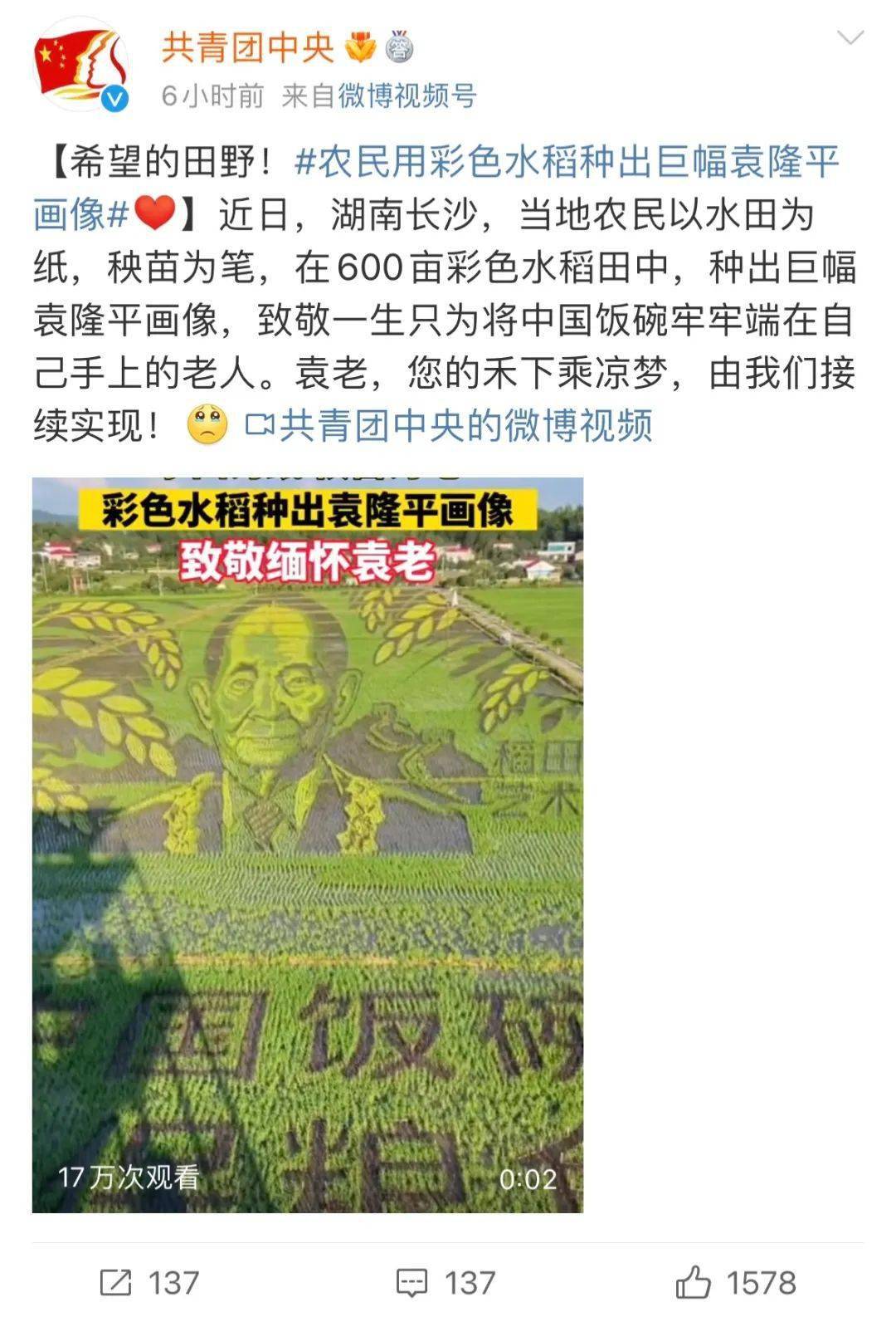 画面超震撼!长沙600亩水稻里种出对袁隆平的思念_爷爷_画像_杂交