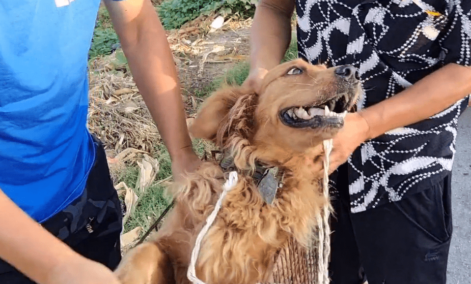 730块被卖的金毛犬,数次跳回车却都被强行拉下,最后更是被主人塞进狗肉笼