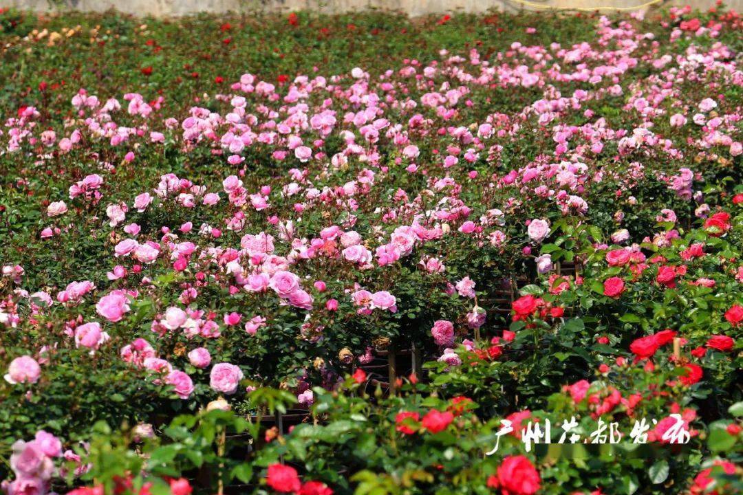 田园综合体空中草莓,无公害蔬菜等备受大众喜爱这里北濒马岭水库,马岭