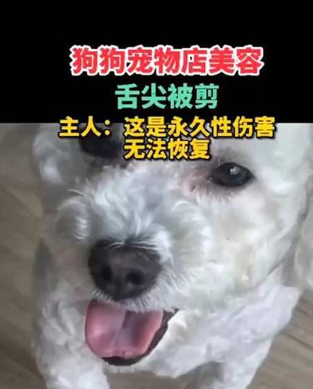 带狗狗去美容店洗澡,结果被剪掉舌尖,宠物店回复令人气愤_王女士_主人