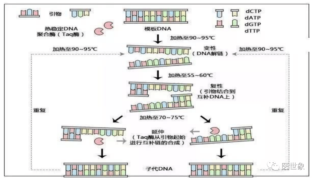 普通 pcr 原理图pcr(聚合酶链式反应)是一种用于放大扩增特定 dna