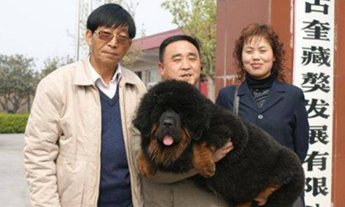 巅峰时一条就能换北京2套房_男子_主人_藏民