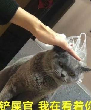 丁啸_猫猫_小桃