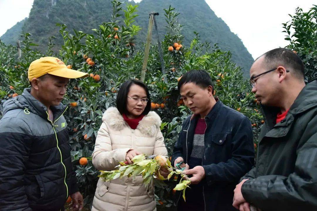 韦胜难:革命老区乡村振兴的"老黄牛"_东兰县_板栗_林果