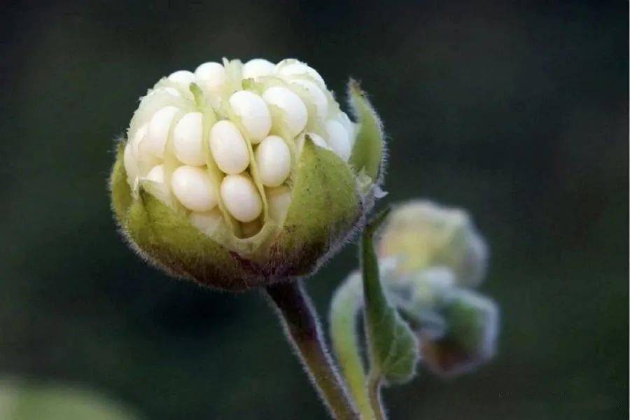 时候_植物_种子