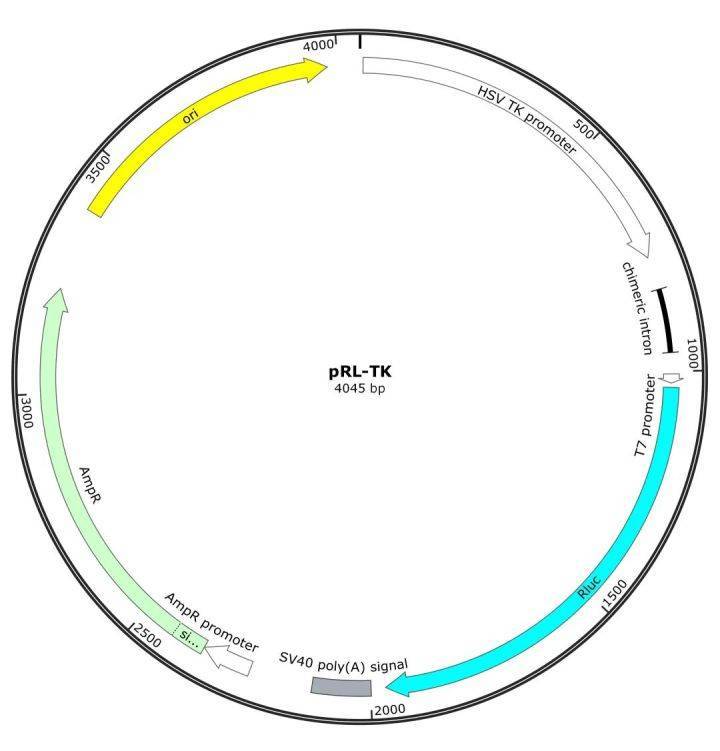 双荧光素酶报告基因实验技术详解_检测_载体_萤火虫