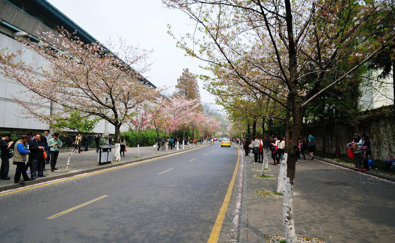 南京最美的樱花大道，毗邻千年古刹鸡鸣寺，赏樱免费但建议云赏花