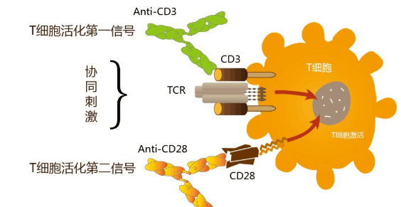 看官好,我是江湖"万物可car"的cd3/cd28单抗偶联磁珠_细胞_抗体_分子