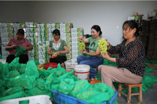 乡村振兴｜衡阳市珠晖区：“阳光玫瑰”酿就乡村“阳光生活”