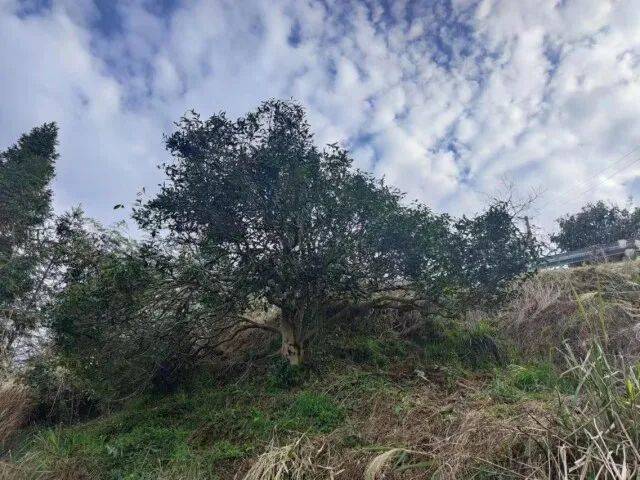 茶道车痕犹在 古树茶韵犹香——探访紫鹊界有机茶业