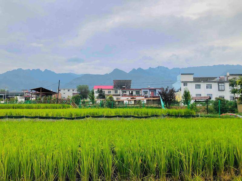 农业+旅游+非遗文化 长安区成功打出乡村振兴“组合拳”