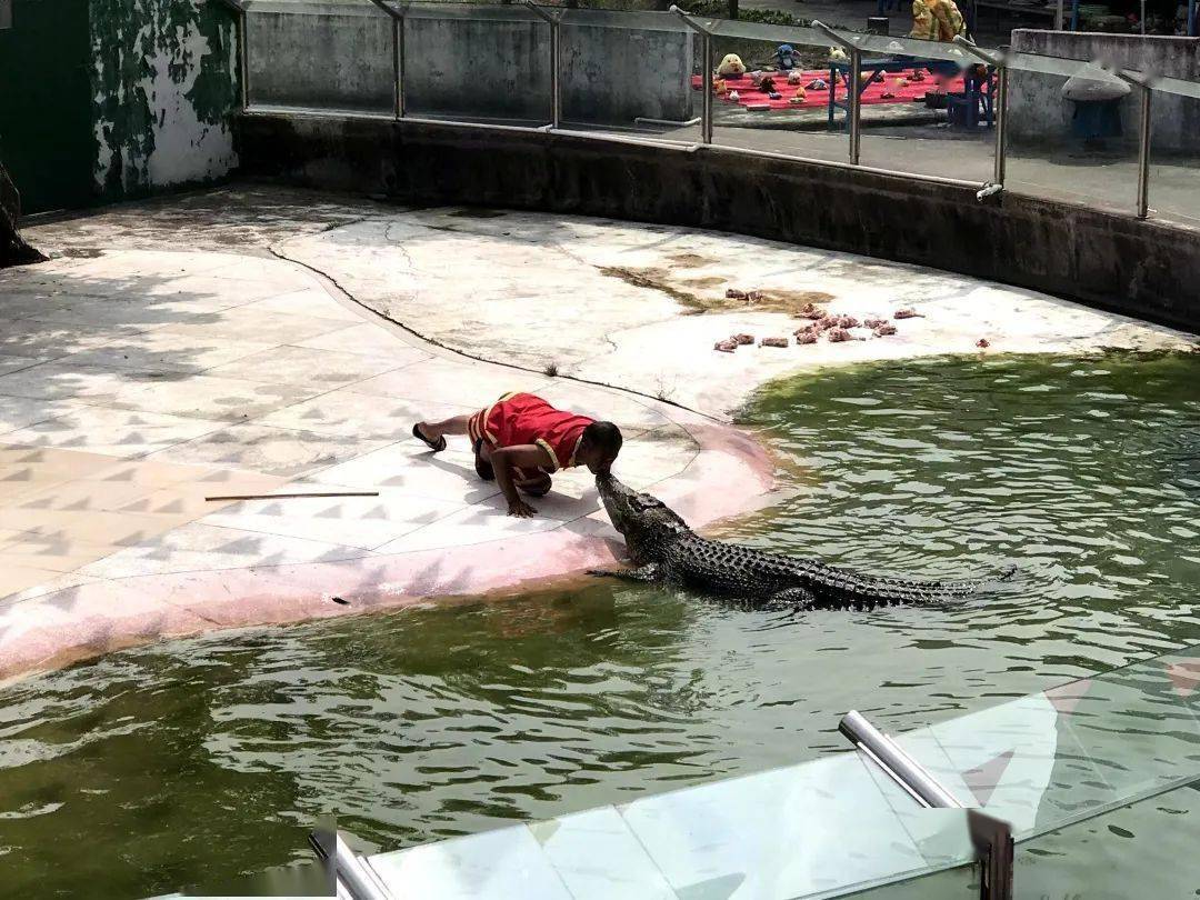 鳄梦岛 来自搜狐网