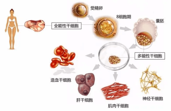 第一讲:什么是干细胞_组织_全能_单能