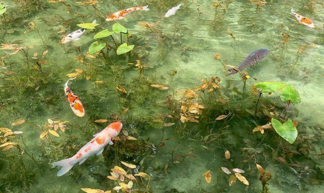 日本一处天然池塘，竟犹如莫奈经典名画，隐匿多年最近才被发现