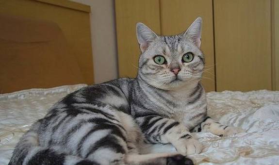 而英国短毛猫则恰好相反,完美继承了自己家乡,英格兰的傲娇,完完全全