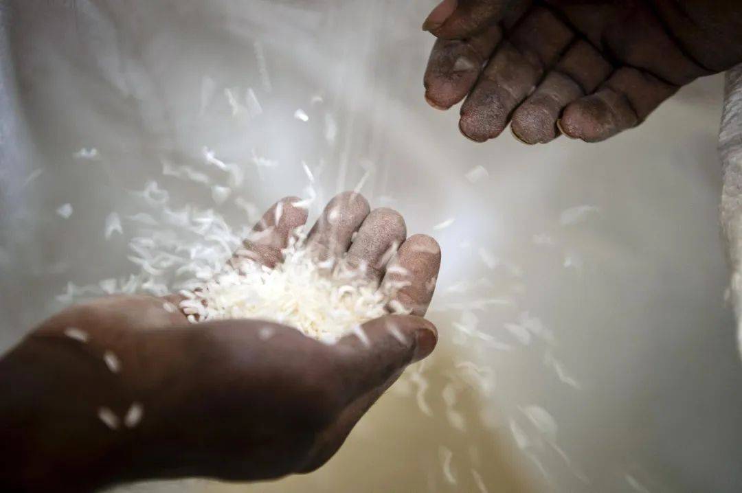 印度“大米禁令”令菲律宾印尼“受伤”