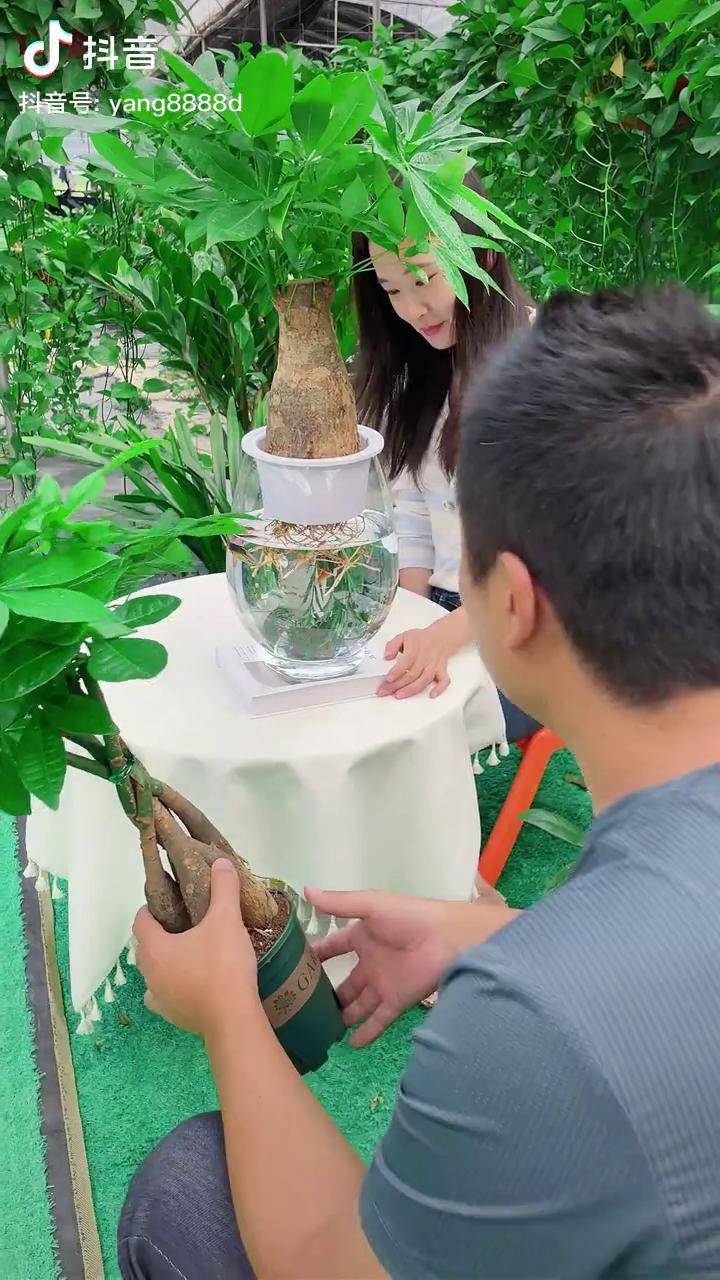 购买直播间发财树是真的吗 购买直播间发财树是真的吗
