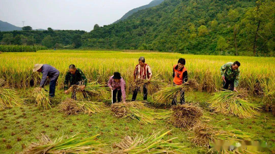 当秋分和丰收撞个满怀！送你一组略阳好“丰”景→