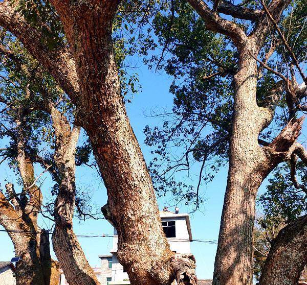 江西永丰这个村子，有棵近千年的樟树王，罕见的五树同根