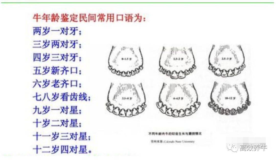 牛齐口后,永久齿开始按顺次磨损,磨损面逐渐由长方形花纹变成黑色椭圆