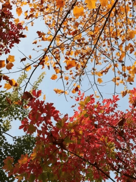 秋日无限好，让洛阳秋天的美景治愈生活中的疲倦~