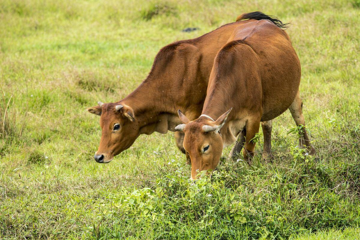 进口资讯：中国与老挝合资成立养牛公司，助力老挝扶贫