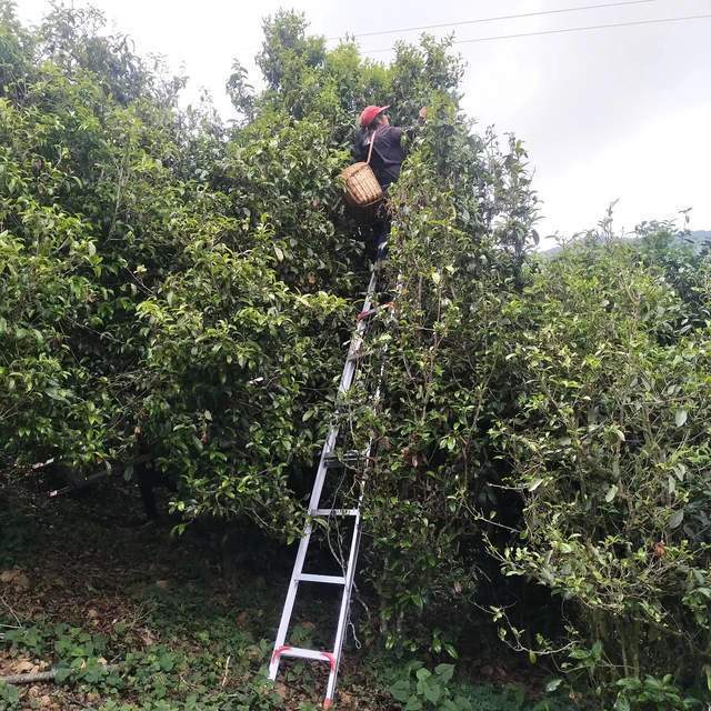 云南临沧凤庆绿美茶园“只此青绿”独自娇