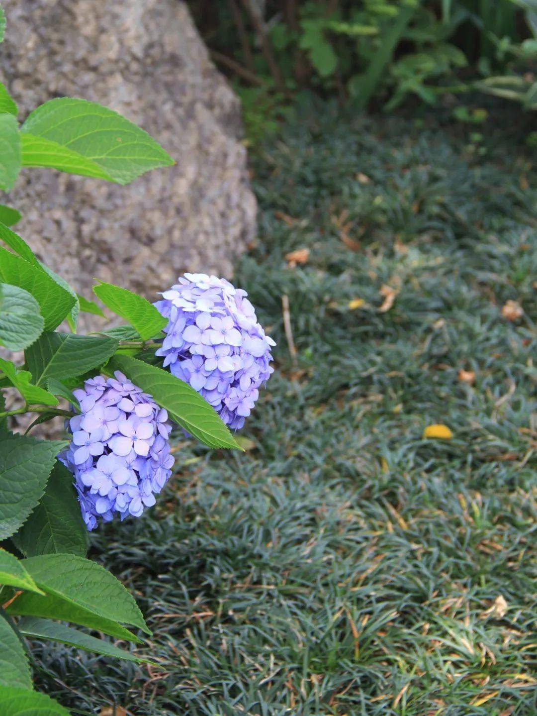 【苗木管养】地被植物全年养护管理方案_进行_植株_种植地