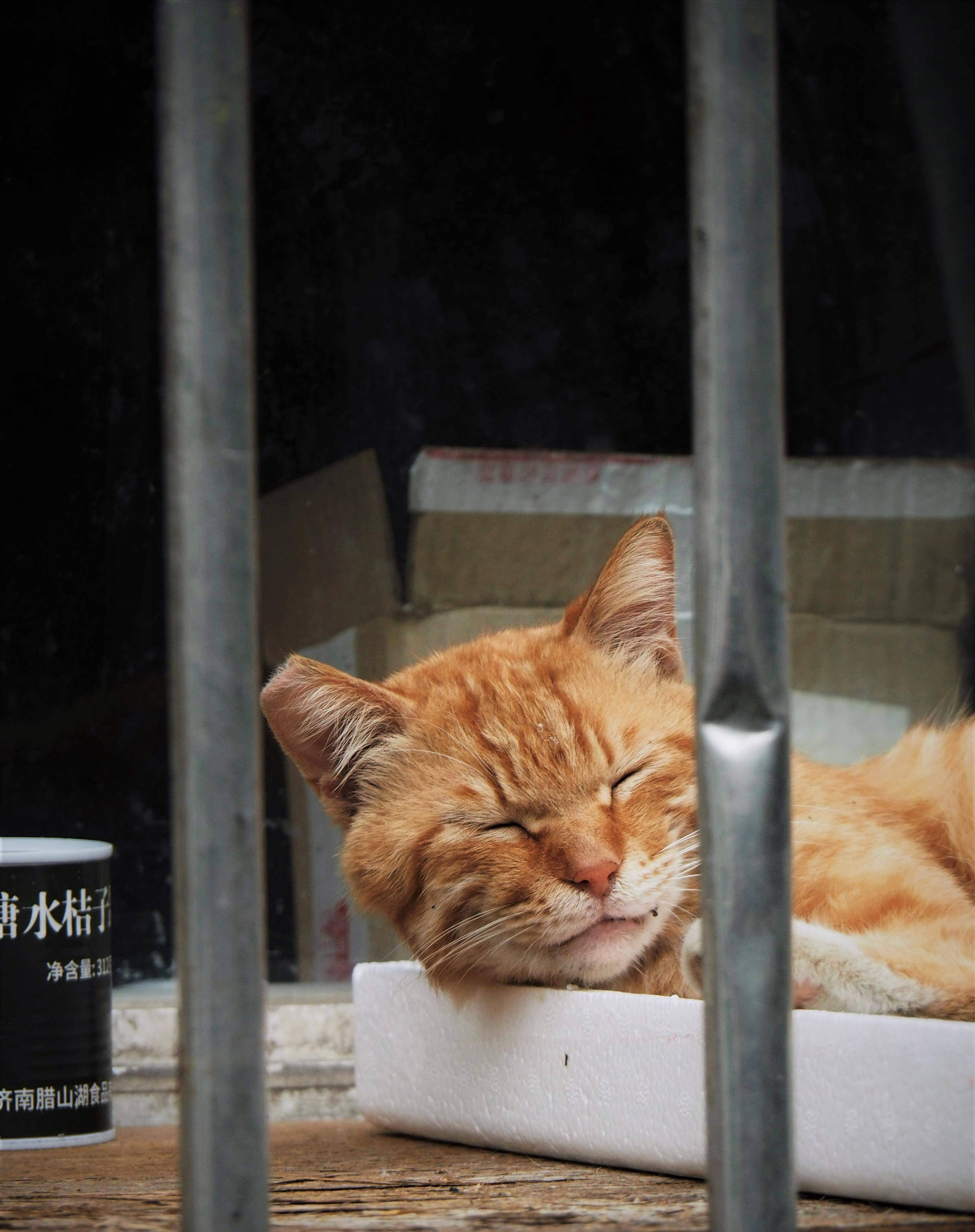 IntoImmortality-������Ⱥ����˸ʱ��