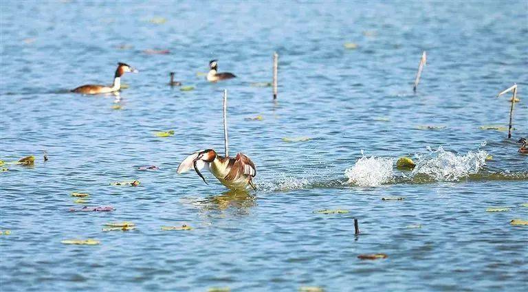 【美丽衡水 · 生态湖城】碧水长流润湖城