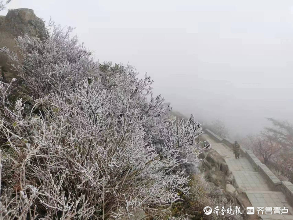 壹图集｜泰安一夜降温，10月4日岱顶现雾凇美景