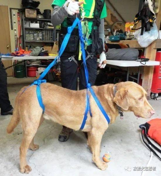 聚焦搜救犬训练 澜沧:探索学习搜救犬悬吊背系统的快速制作_织带