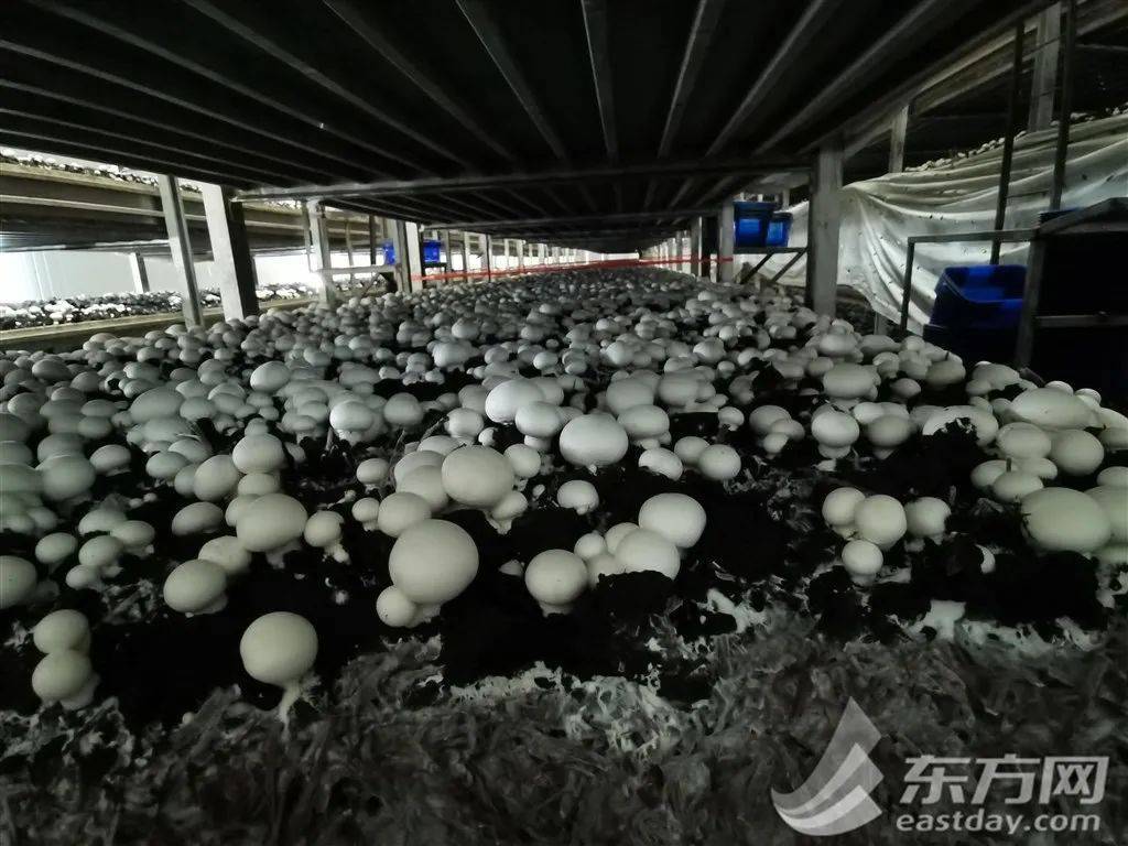 LD乐动体育亩产量翻了30多倍 他联农致富把小蘑菇做成大产业(图3)