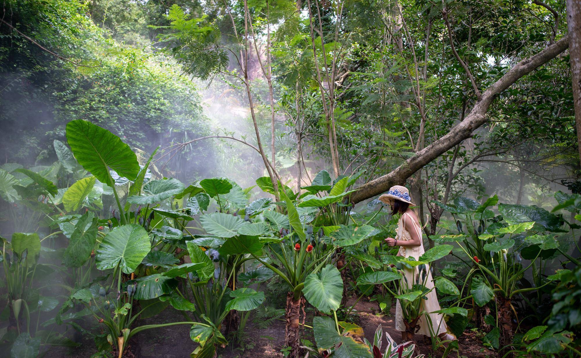 福建第一个植物园，藏有“仙气十足”的雨林世界，如今是网红景点