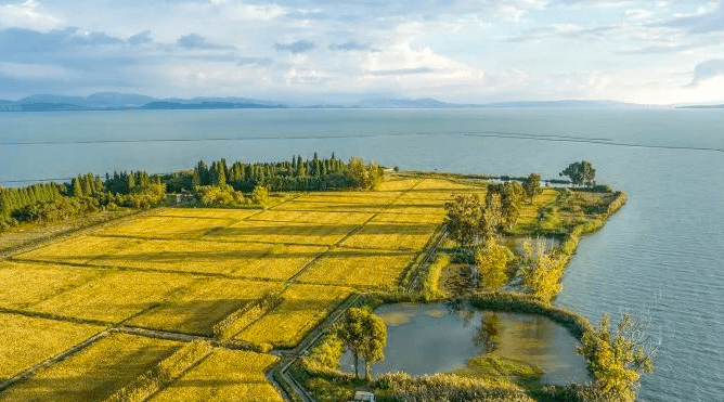 一碧滇池旁 风吹稻浪间 | 一色之秋