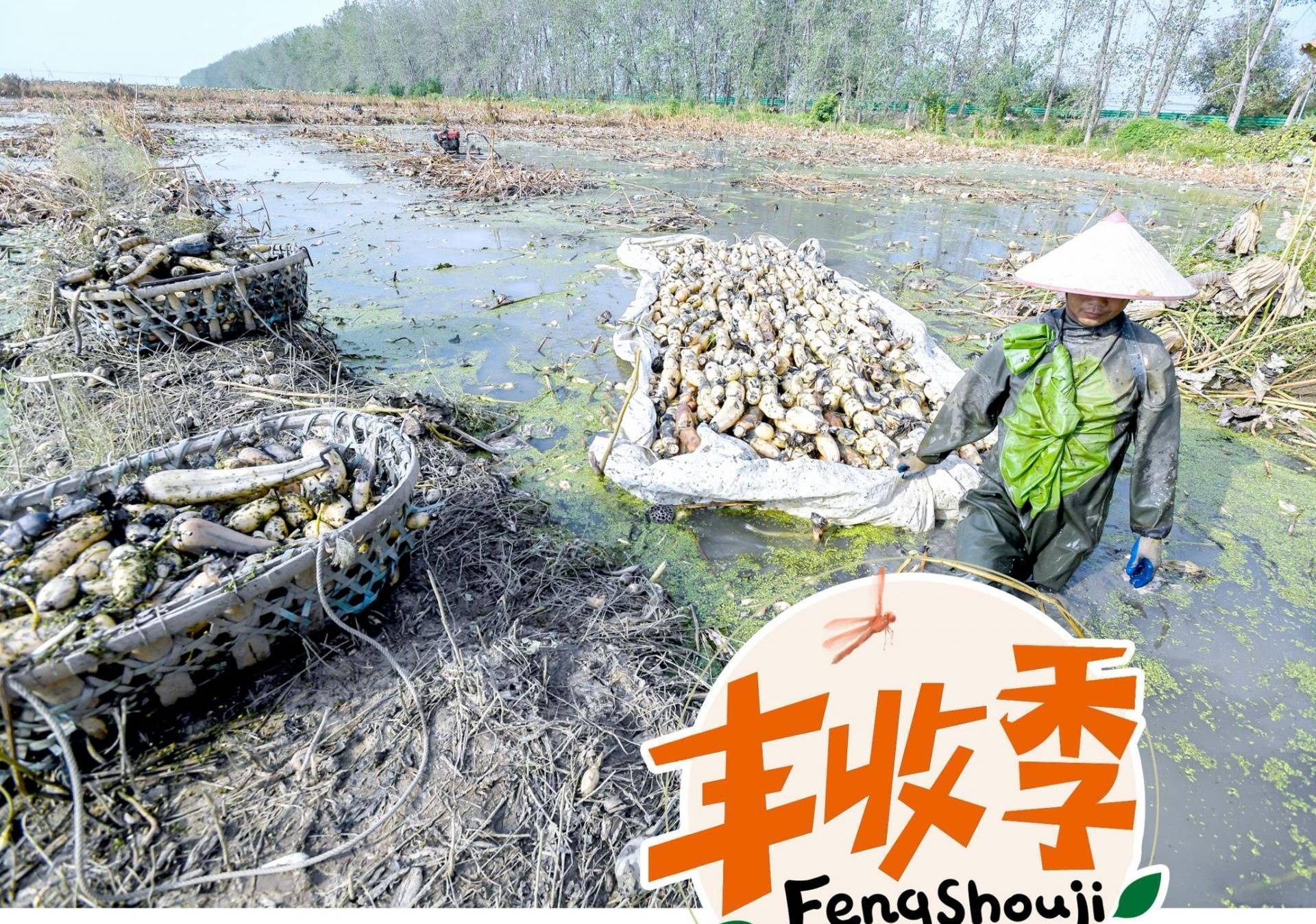 成都哪里可以做供卵试管婴儿（汉产莲藕迎来丰收季 口感粉糯价亲民）