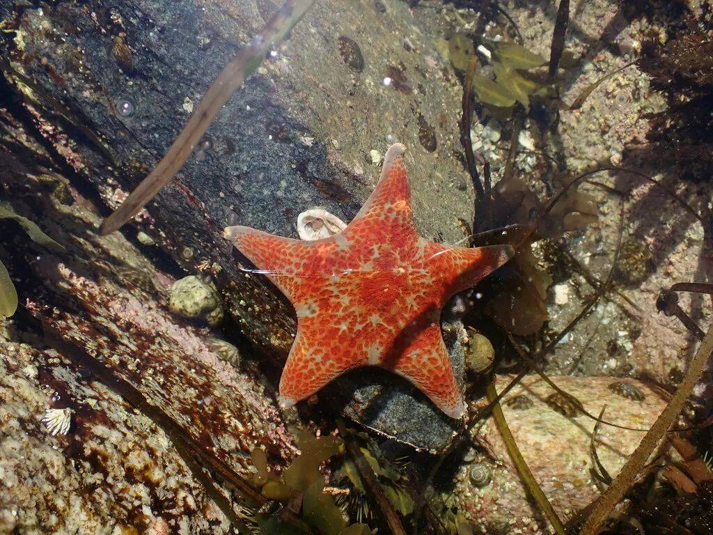 海洋科普"身怀绝技"的海星_食物_透镜_再生