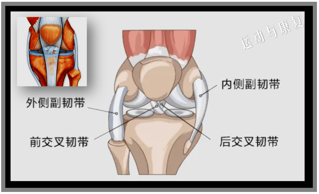 为索状坚韧的纤维束,位于关节外侧,腘斜韧带,腘弓状韧带,前后交叉韧带