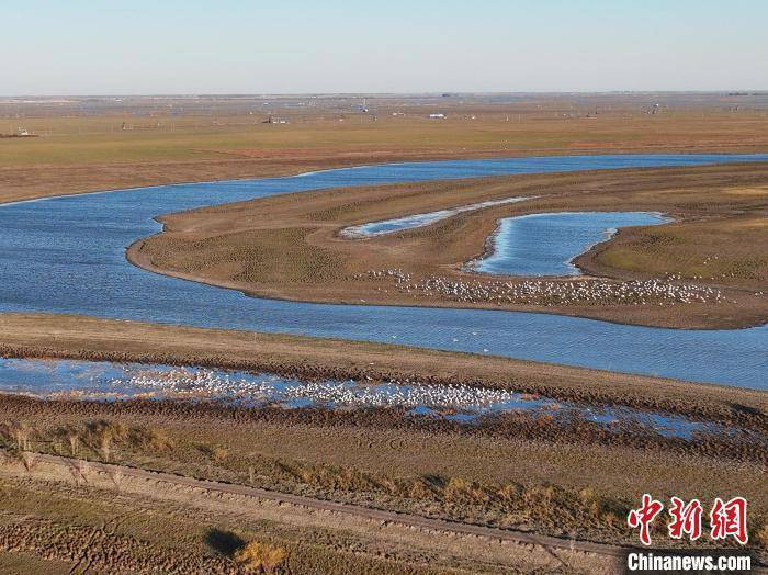 濒危东方白鹳返故土 吉林西部发现近2000只