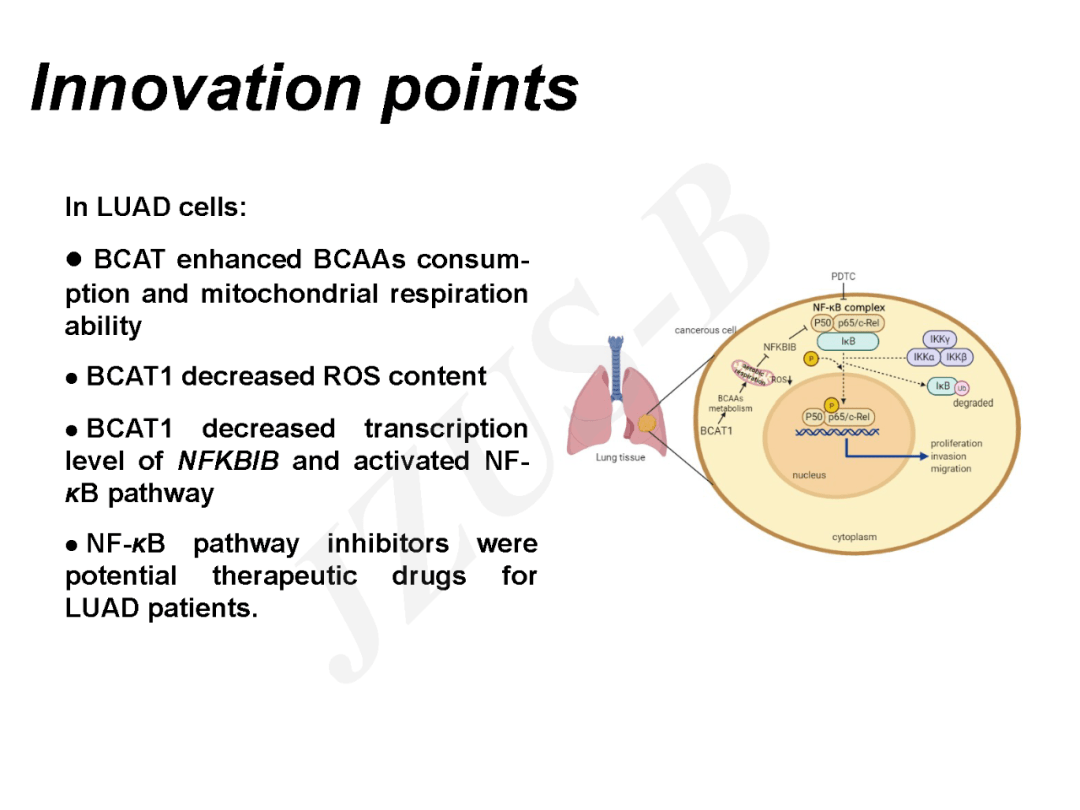 郑州大学河南省医药科学研究院余蒙丹章金涛等BCAT1通过增强线粒体功能并激活NF κB通路促进肺腺癌发展 影响 Jinxia 科学研究院