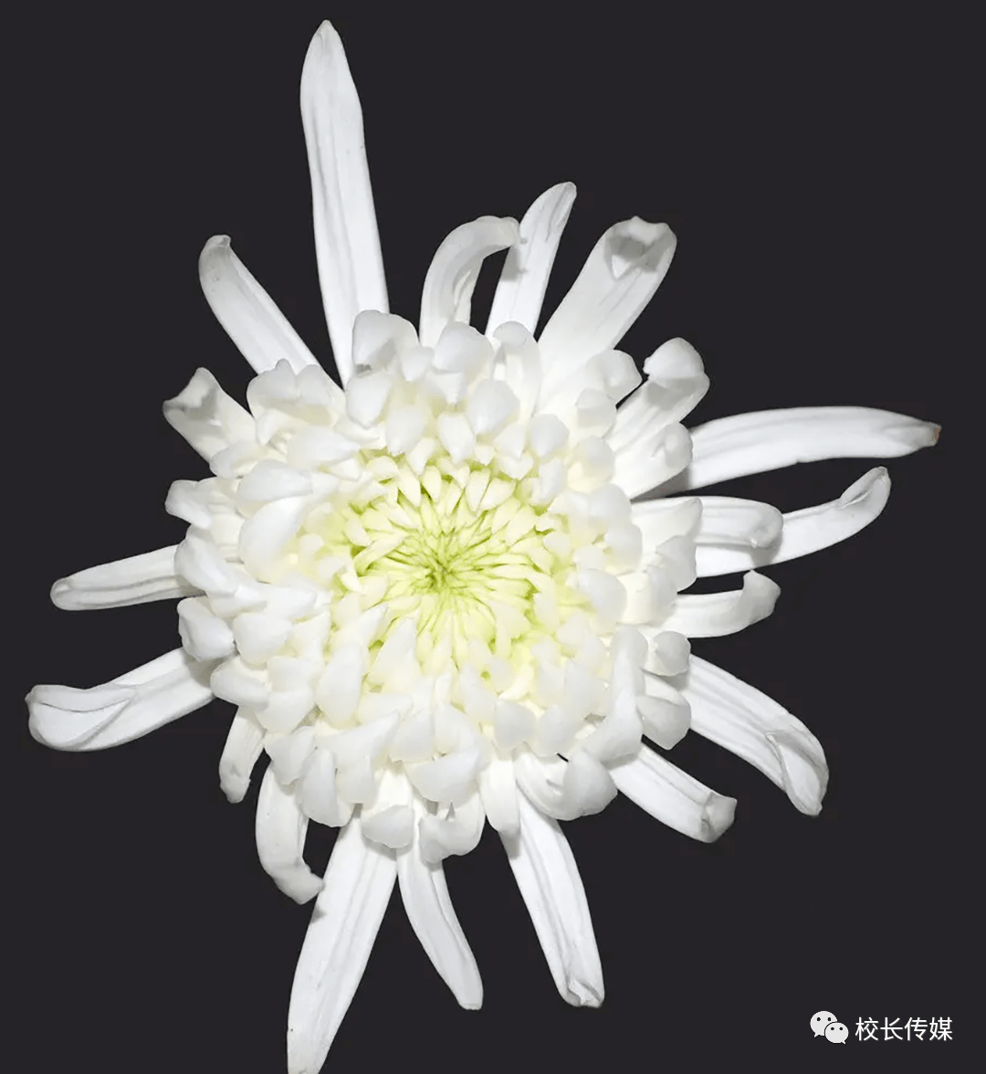 广州供卵自怀（康红舒：父亲追思）