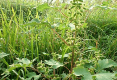 这野草很常见,果子浑身带刺,全株有毒,殊不知它能治慢性鼻炎_苍耳