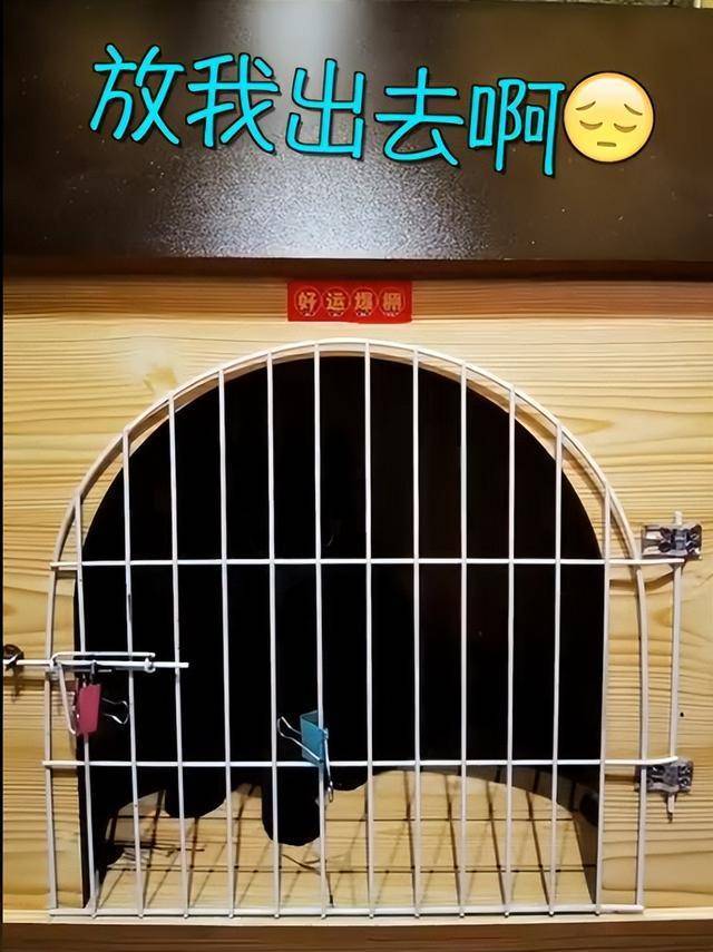 原创网红猫千岁岁离世！千万粉丝质疑猫爸？为流量导致千岁岁出事