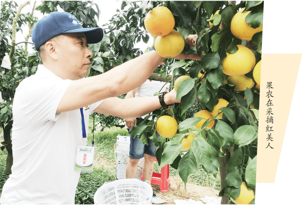 【媒体关注平和"柚"迎丰收果农乐_种植_蜜柚_美人