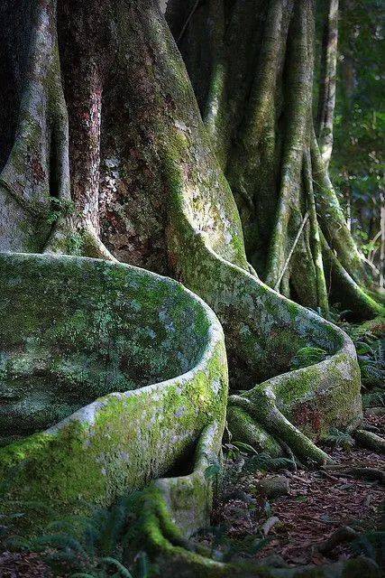 如何像大树一样深深扎根在泥土？  日记大全100字 第2张