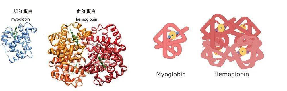 单个血红蛋白含有4个血红素分子（右图黄色分子），而肌红蛋白只含有1个