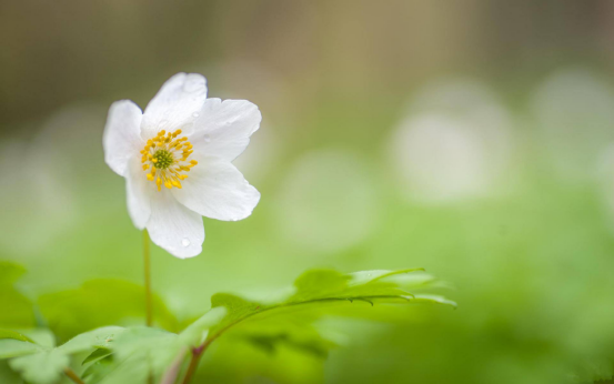 再等1211天,四大生肖横财喜事齐聚家门,再结连理,财气大利 再等1211天,四大生肖横财喜事齐聚家门,再结连理,财气大利