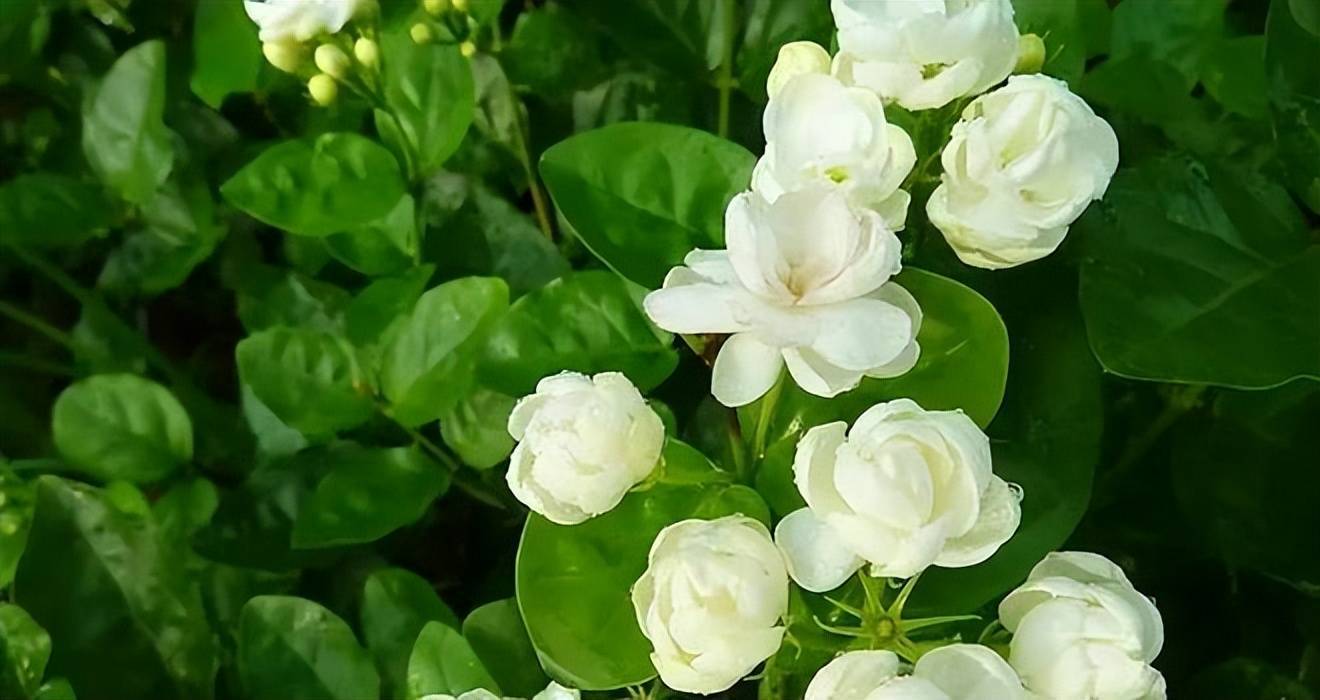 茉莉花一般是夏天长势旺盛的花卉，长势旺盛，花色洁白，并且香味浓郁。