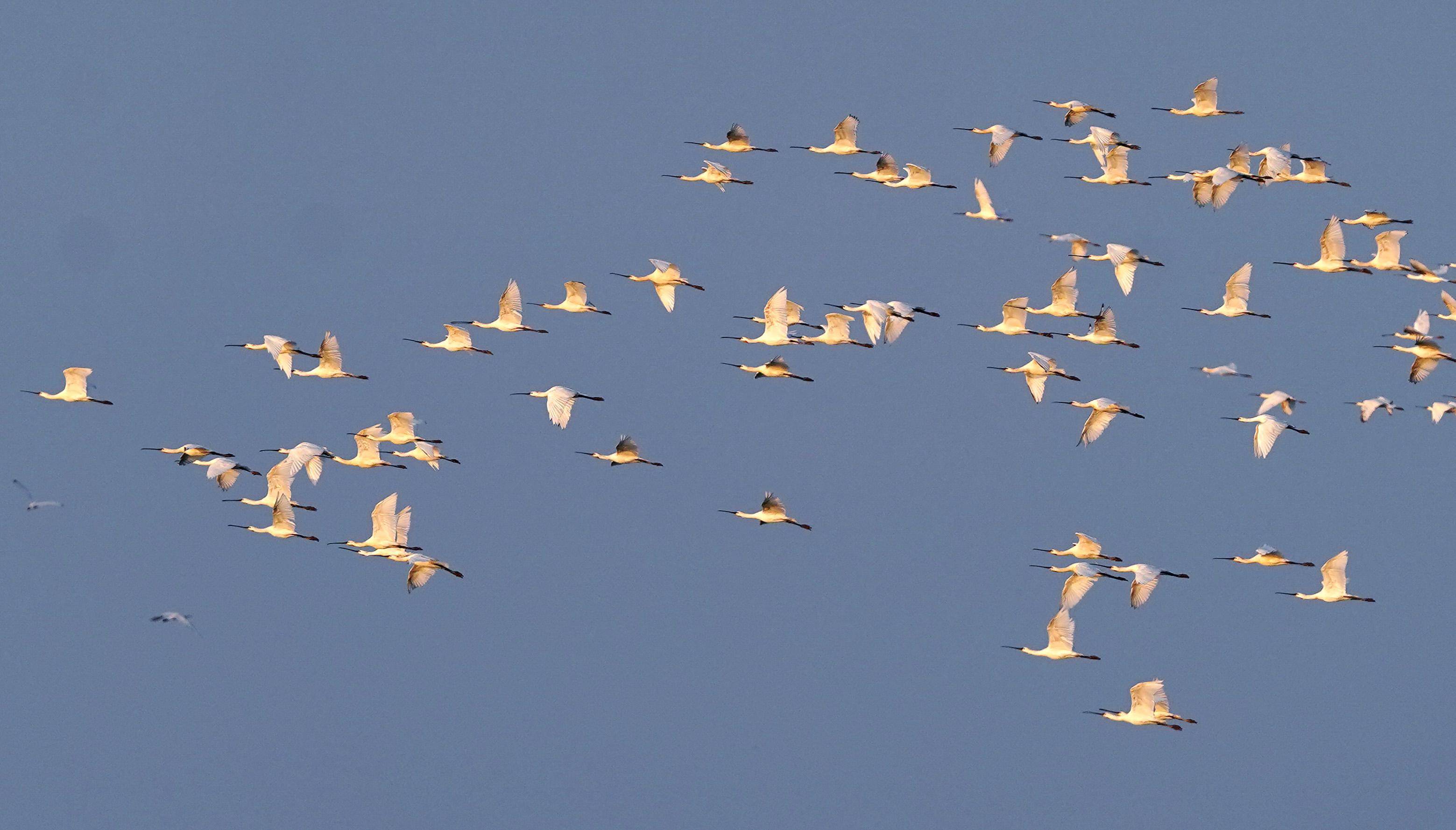 （环境）冬候鸟抵达鄱阳湖